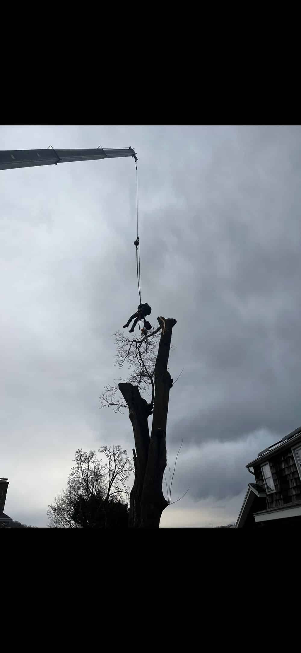 Tree Removal image