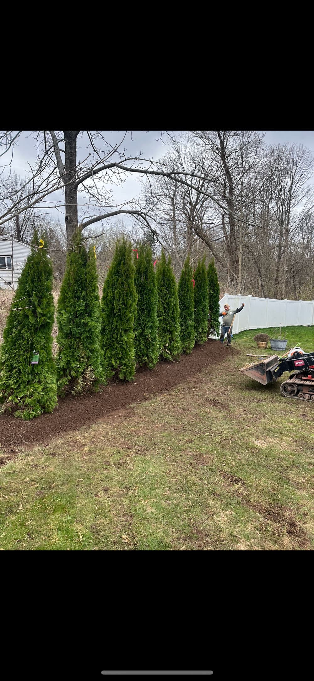 Man landscaping with evergreen trees along a garden path in a residential yard.