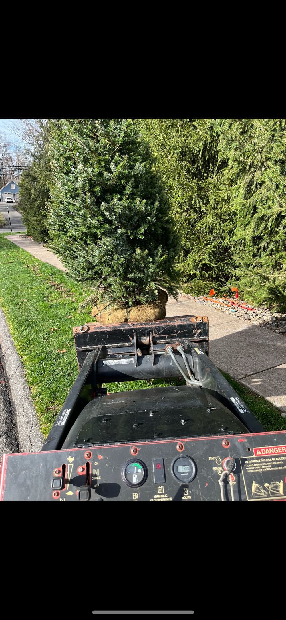 Front view of a loader transporting a Christmas tree along a sidewalk with greenery in the background.
